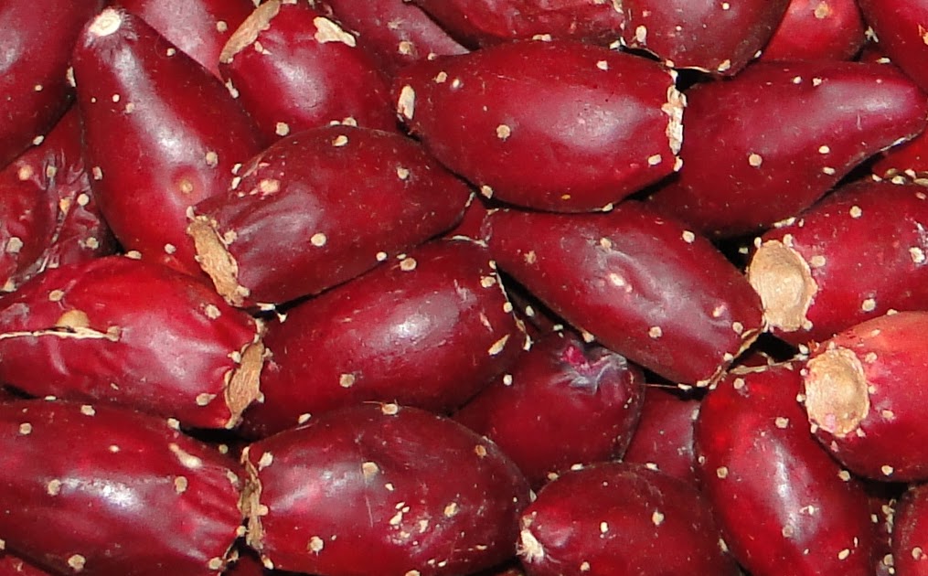 A Family That Birds Together Prickly Pear Jelly