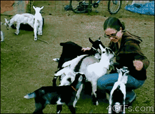010-funny-animal-gifs-baby-goats.gif