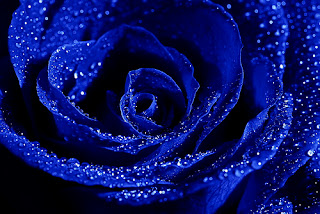 kebusanan melanda jiwa~: blue rose..