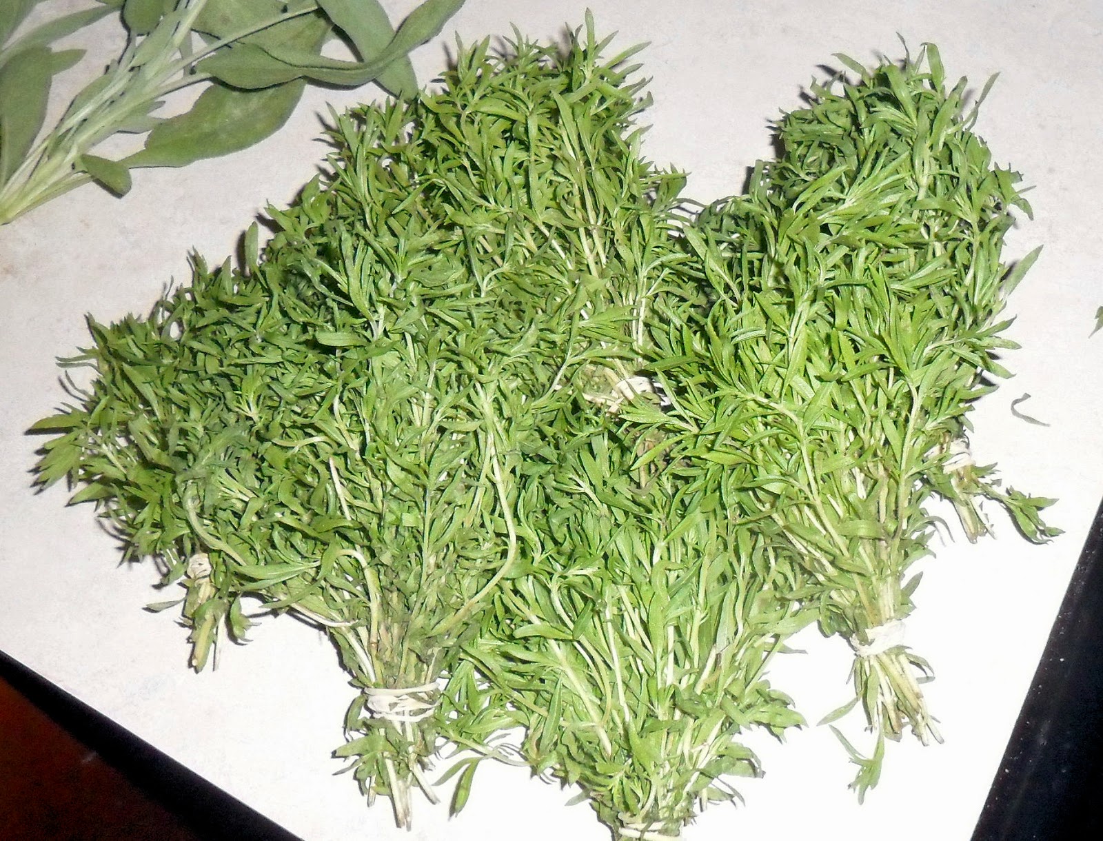 Backyard Patch Herbal Blog Winter Savory Herb of the Week