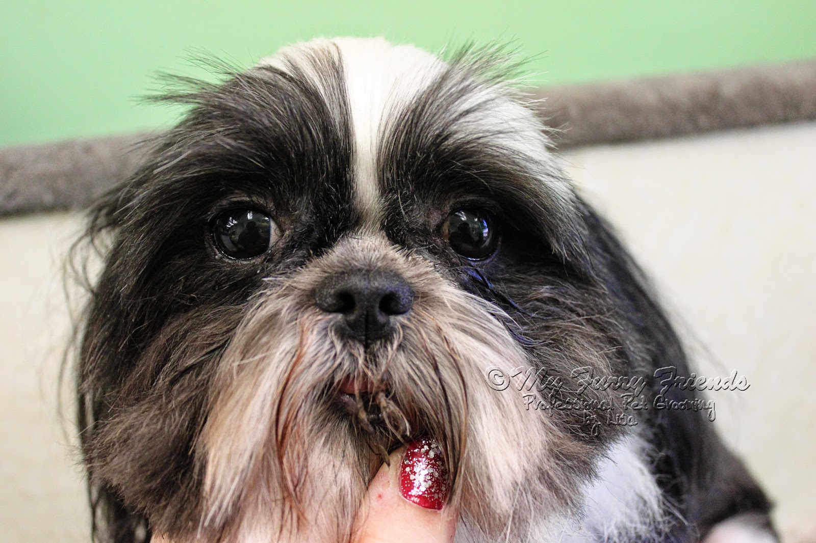 shih tzu around ways to cut a shih tzus hair search results hairstyle galleries shih tzu around ways to cut a shih tzus hair search results hairstyle galleries