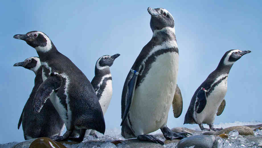 Aquarium of the Pacific Discount Tickets 714 Any Tots