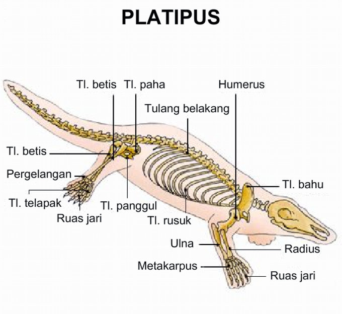 Hewan Vertebrata Dan Invertebrata Indra Jaya Computer