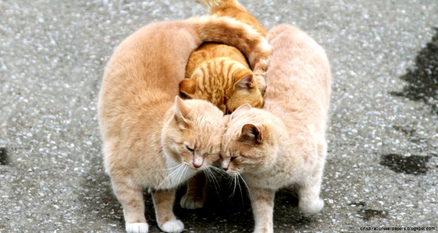 Funny Wallpapers Funny Cat Wallpaper Marriage Hd Wallpaper Funny Wallpapers Funny Cat Wallpaper Marriage Hd Wallpaper