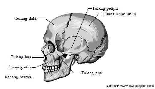 Sistem Gerak Pada Manusia: B. Tulang Penyusun Rangka Tubuh