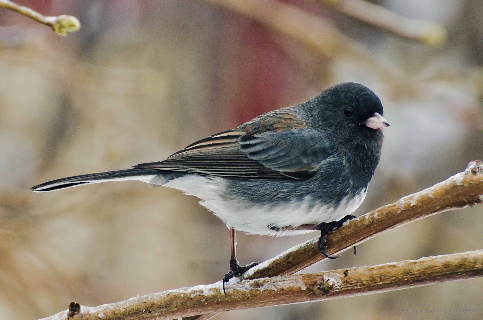 Prairie Nature DarkEyed SlateColoured Juncos Regina Backyard Guests