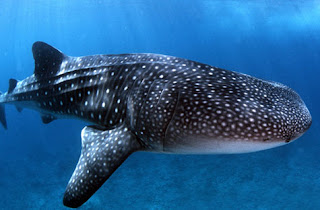 Belize Whale Shark Season 