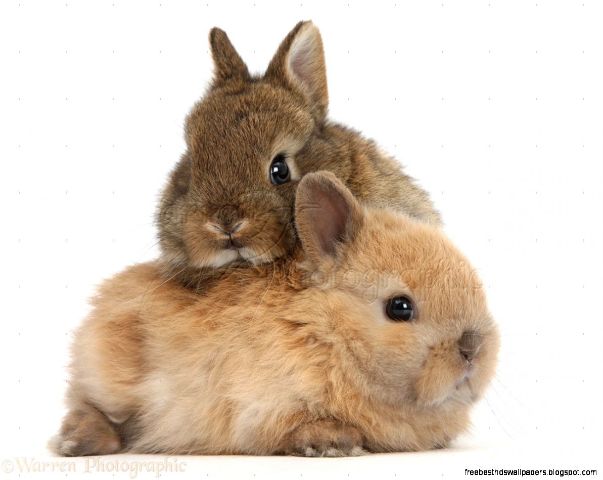Cute Baby Bunny Rabbits Cute Baby Bunny Rabbits