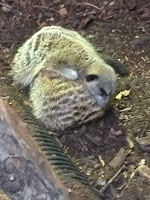 Meerkats - ZSL London Zoo