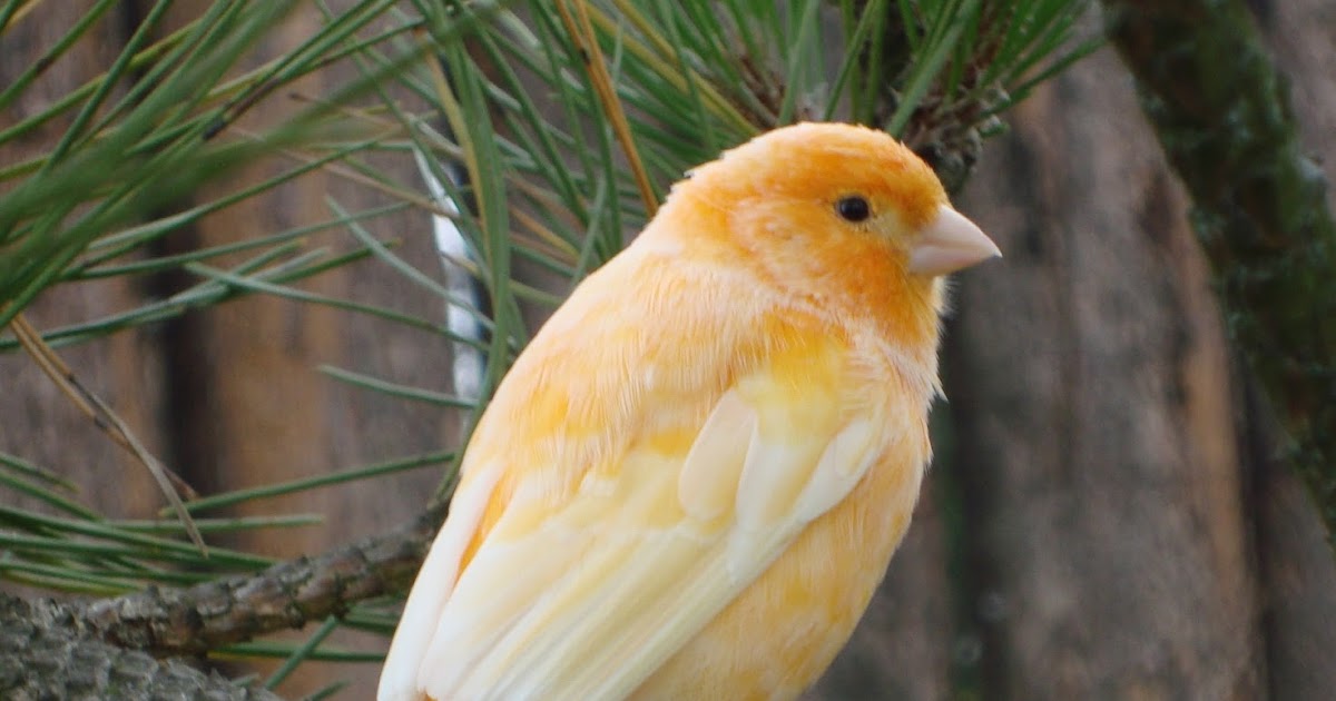 Jenis Burung Hias Jalan Memeliharanya