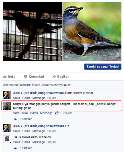 Anis Kening Kuning Pun Bisa Gacor Dan Cara Merawat Anis Kening