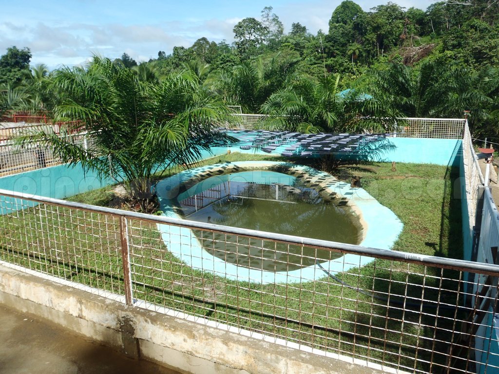 Agusan del Sur A Close Encounter with Lolong, the World's Largest