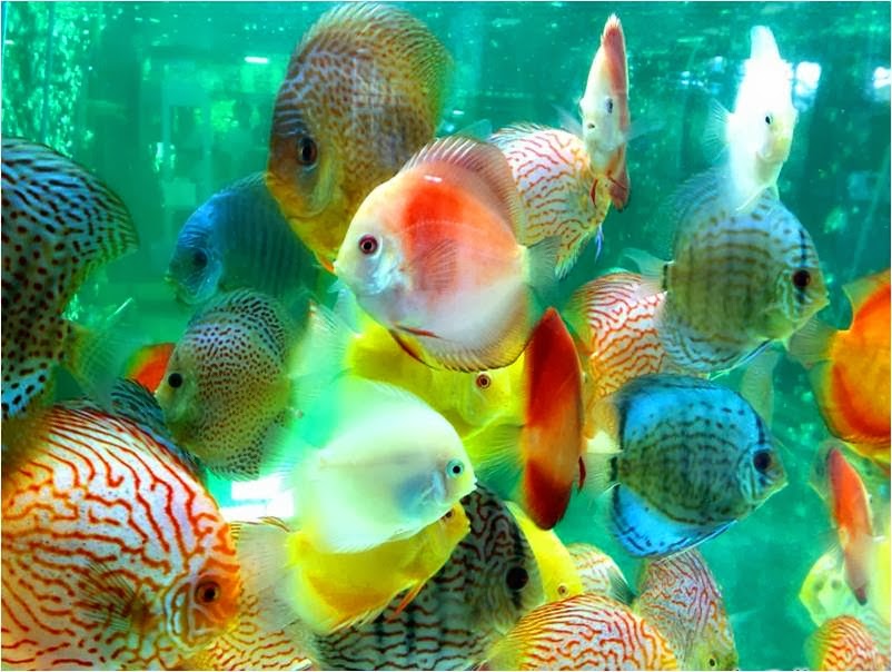 freshwater discus fish freshwater discus fish