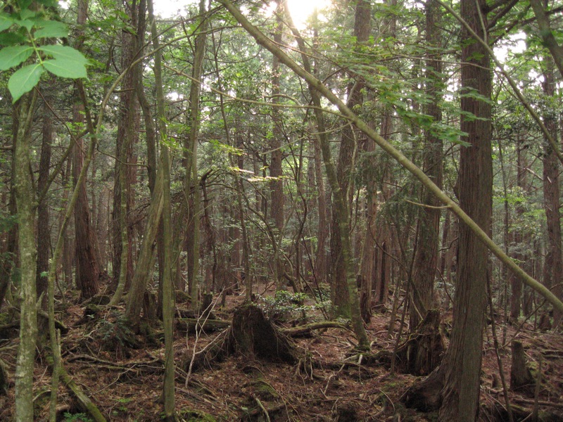 aokigahara.jpg