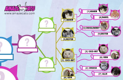 Anakin in the Top 16 of AmazeCats Next Top Cat Contest