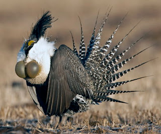 Inilah Burung Unik Paling Langka di Dunia