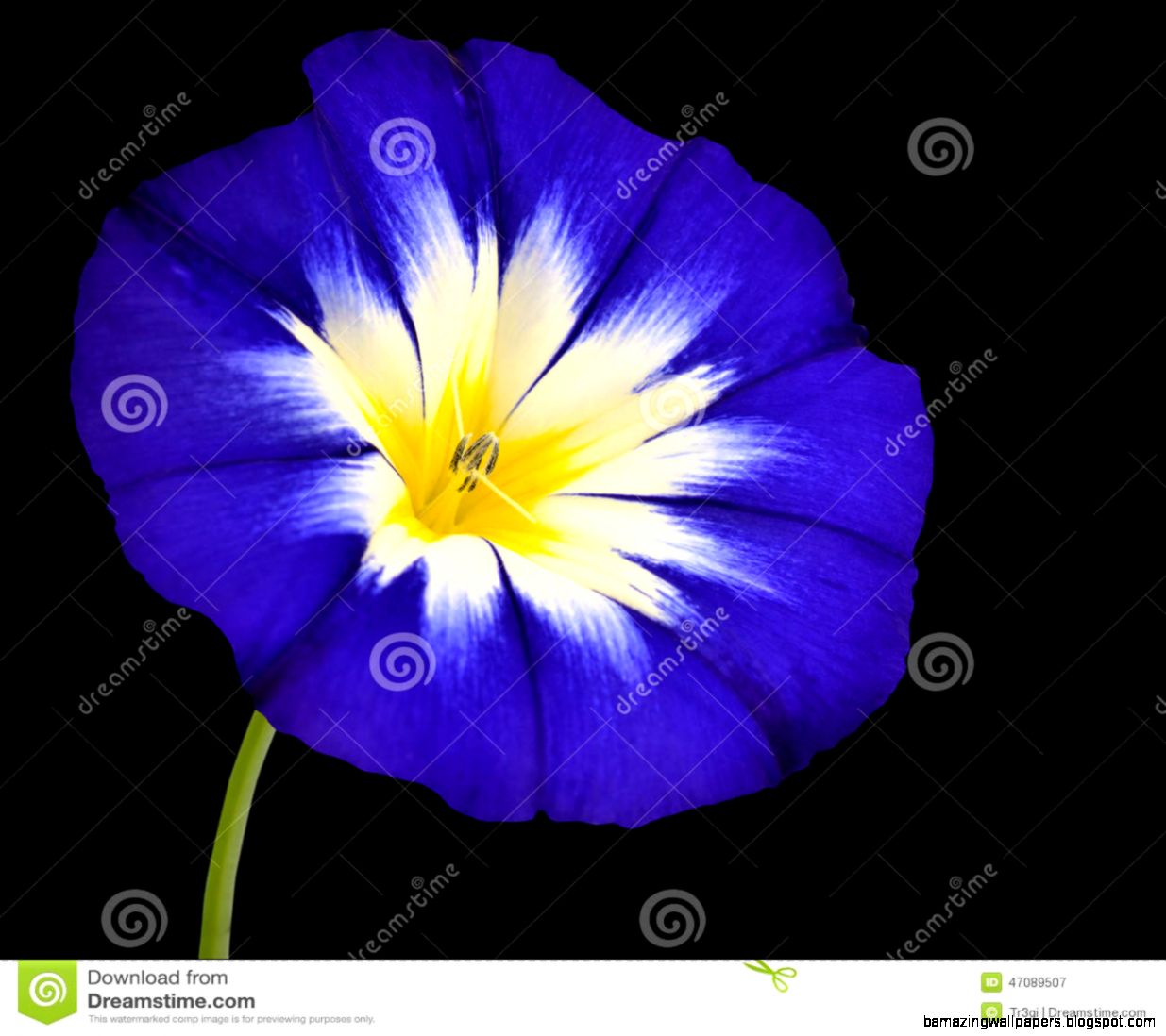 Blue Flower With White Yellow Star Center Isolated Stock Photo Blue Flower With White Yellow Star Center Isolated Stock Photo