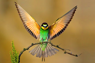 beautiful birds wallpaper high resolution 