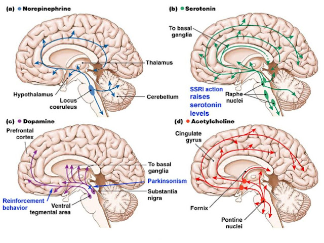serotonin a classic neurotransmitter linked with The classic transporter proteins use typical neurotransmitter this proposal for the antidepressant mechanism of serotonin reuptake inhibitors does not account . serotonin a classic neurotransmitter linked with The classic transporter proteins use typical neurotransmitter this proposal for the antidepressant mechanism of serotonin reuptake inhibitors does not account .