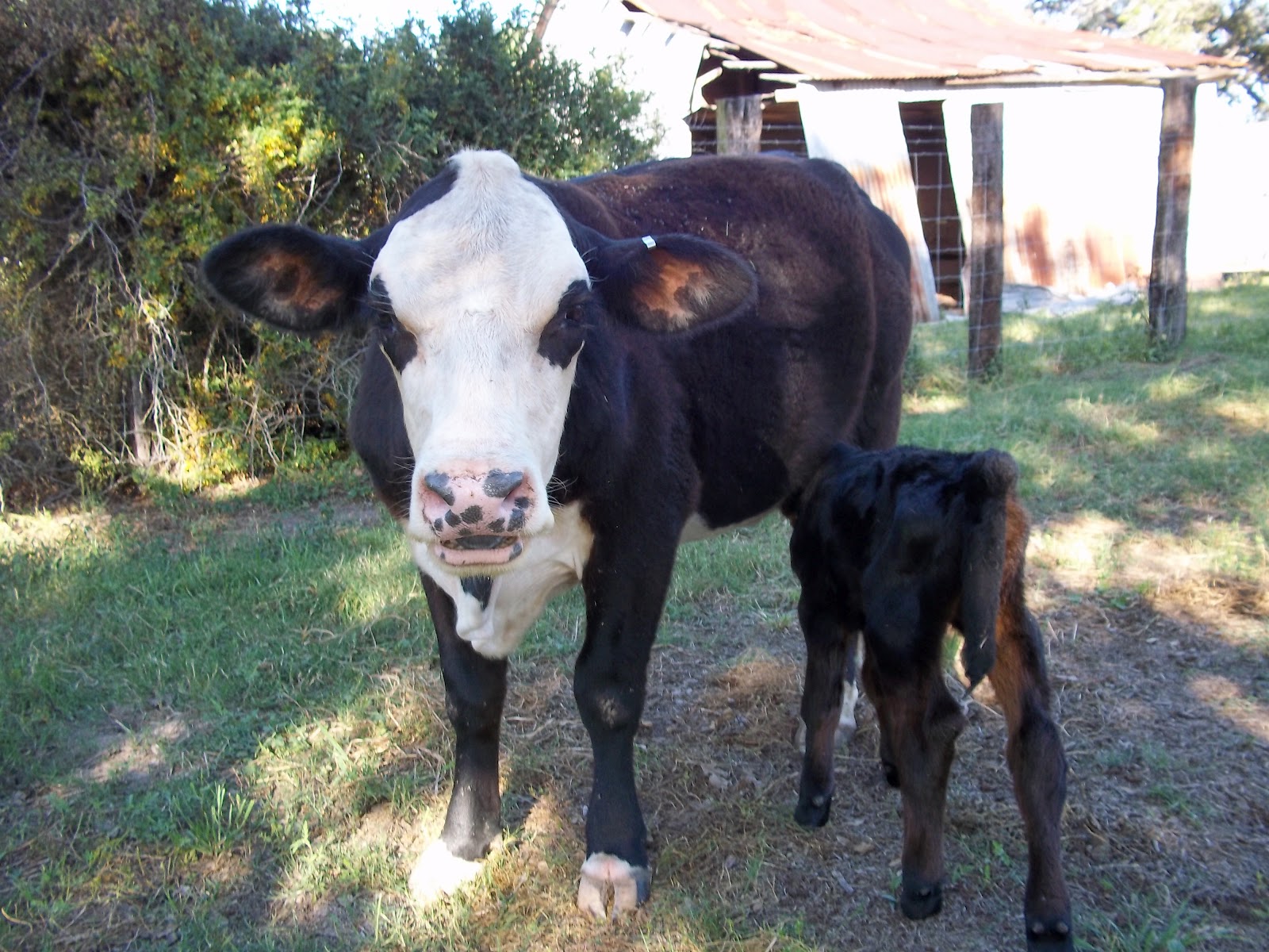 Bottle Feeding Baby Calves There is a limited amount of