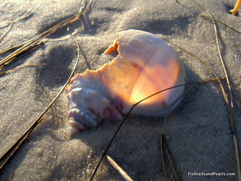 Fishtails and Pearls Baked Stuffed Cape Cod Conch