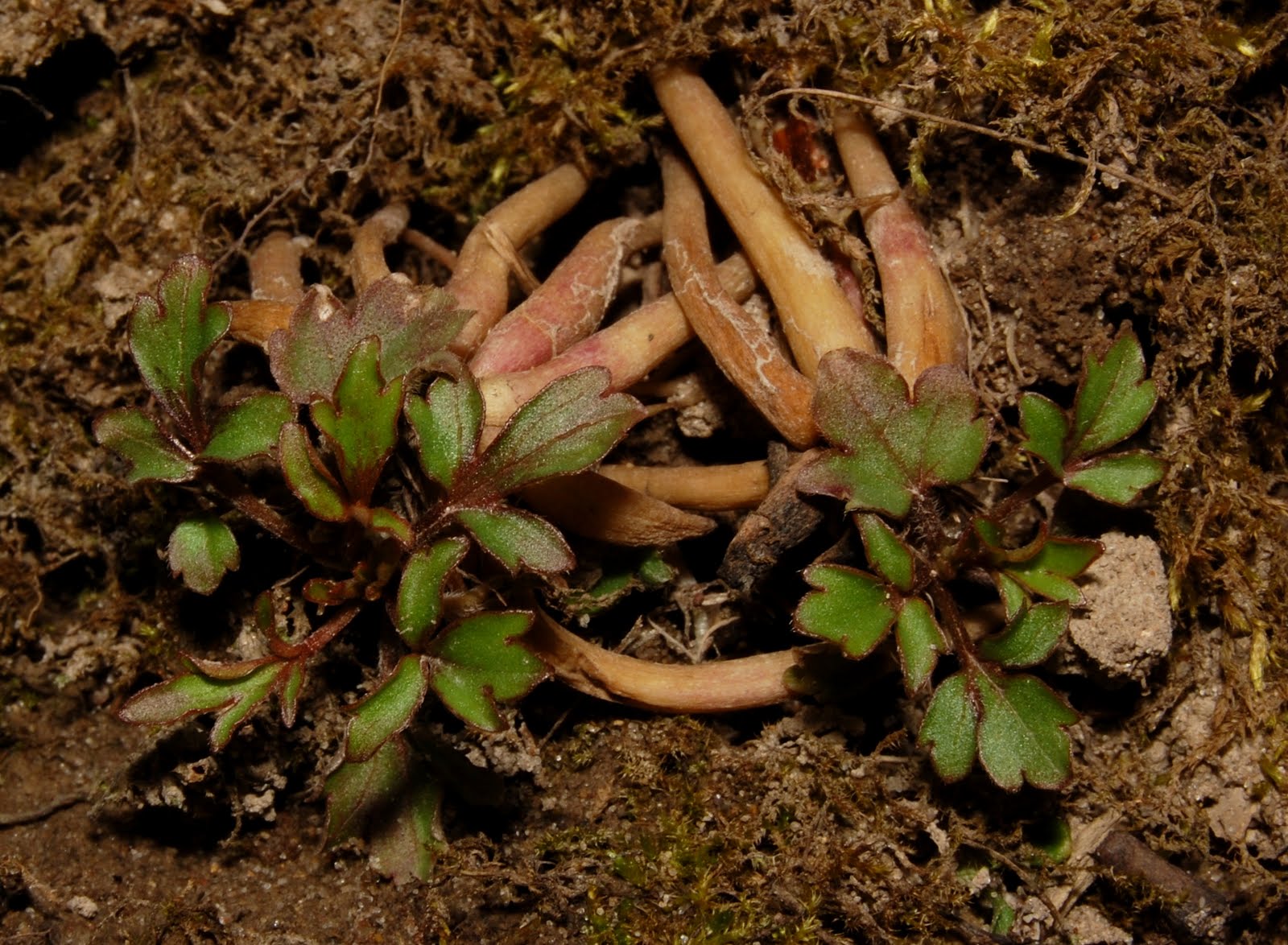 Get Your Botany On! Plant Quiz Solved! Ranunculus fascicularis, Early