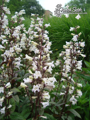 husker red penstemon