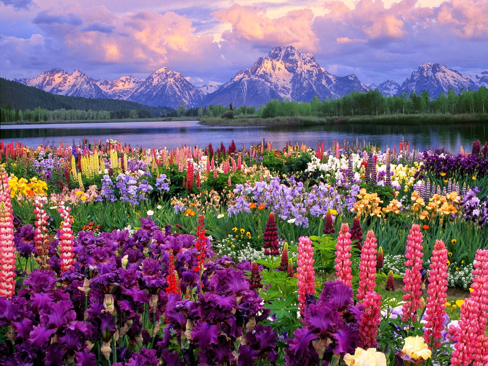 Ngất ngây 10 cánh đồng hoa đẹp nhất thế giới  VTVVN