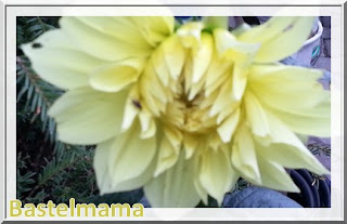 Dahlienblüte gelb Blumen im August