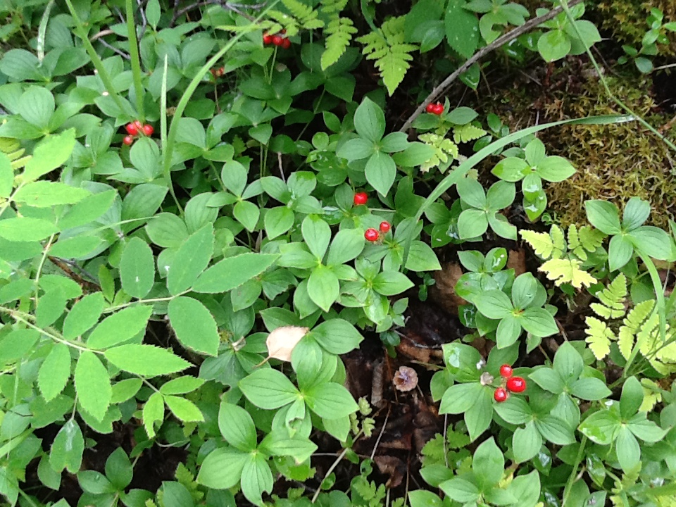 Strolling Up the Canyon Alaska Berries