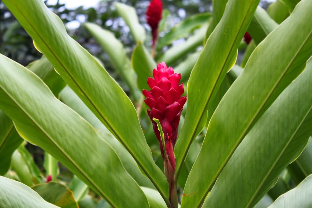 Moorea - Polynésie