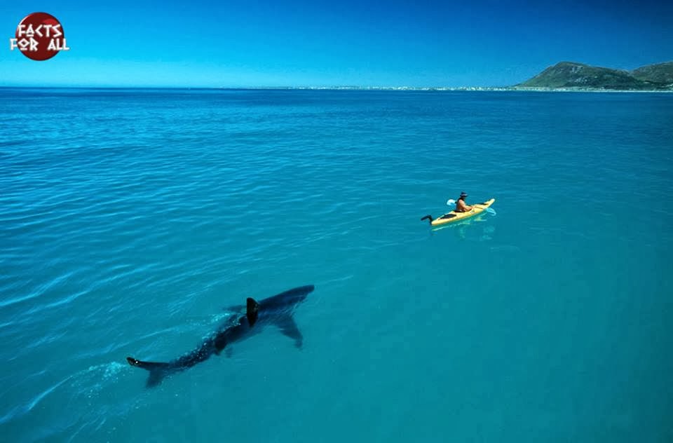 shark, sea