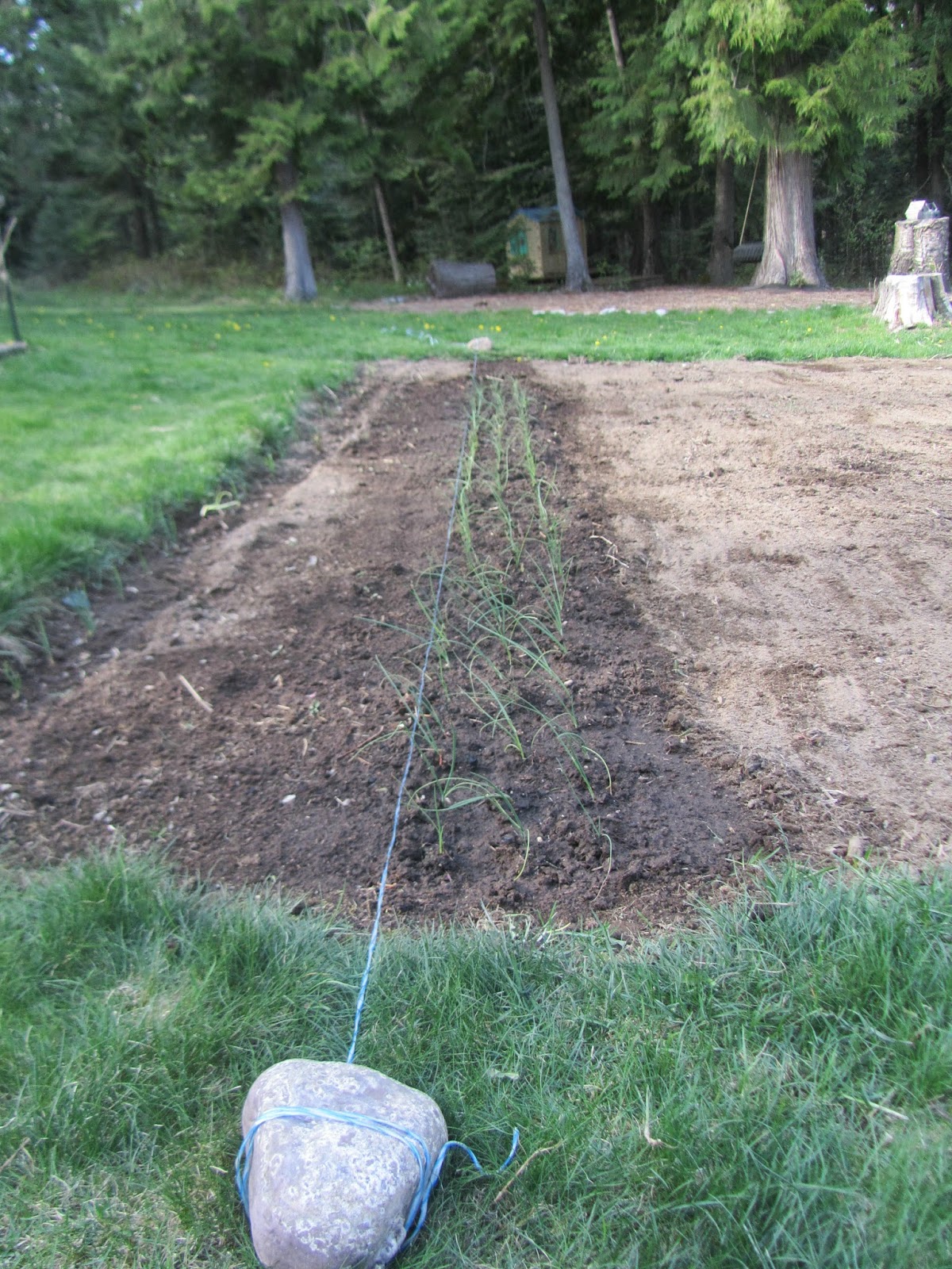 Ailsa Craig onions are in! Row of newly planted Ailsa Craig onion transplants in North Idaho