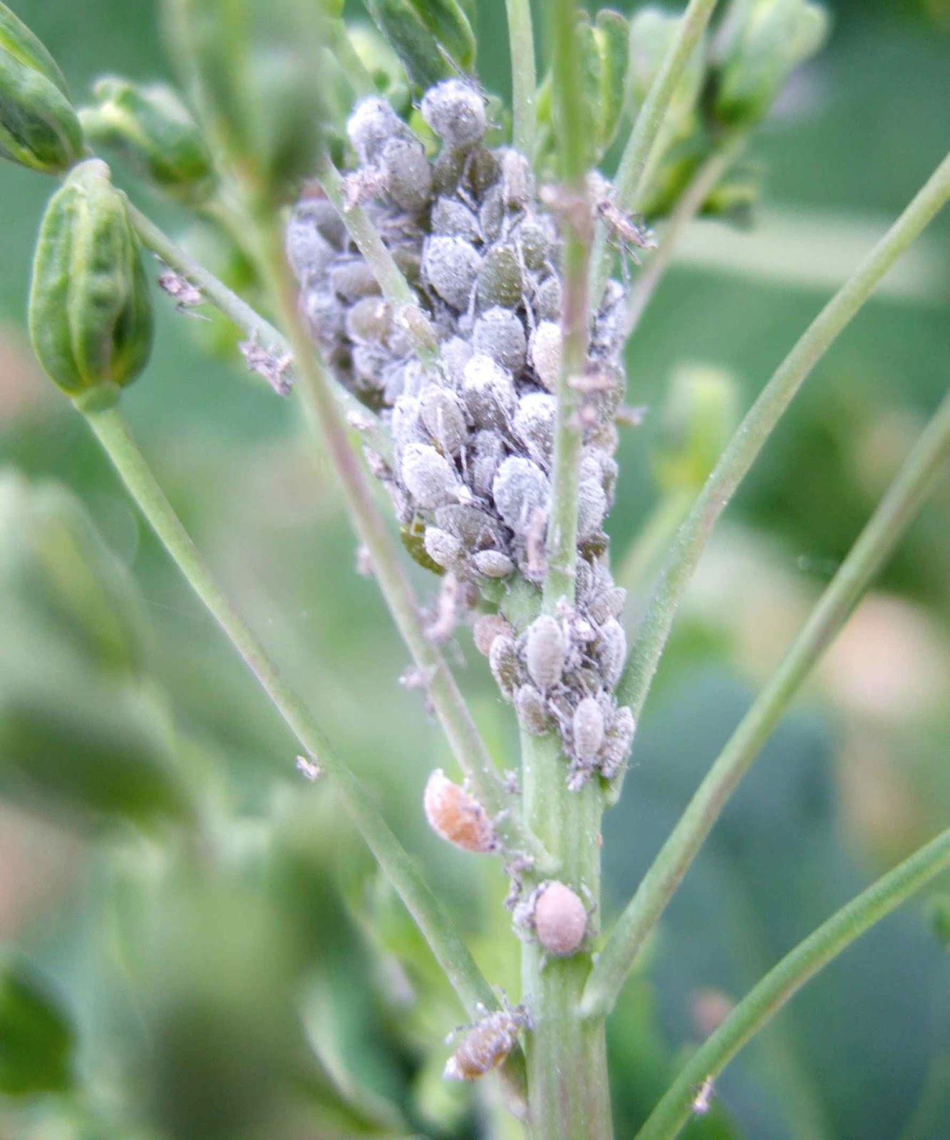 Helping Gardeners Grow Aphid Math