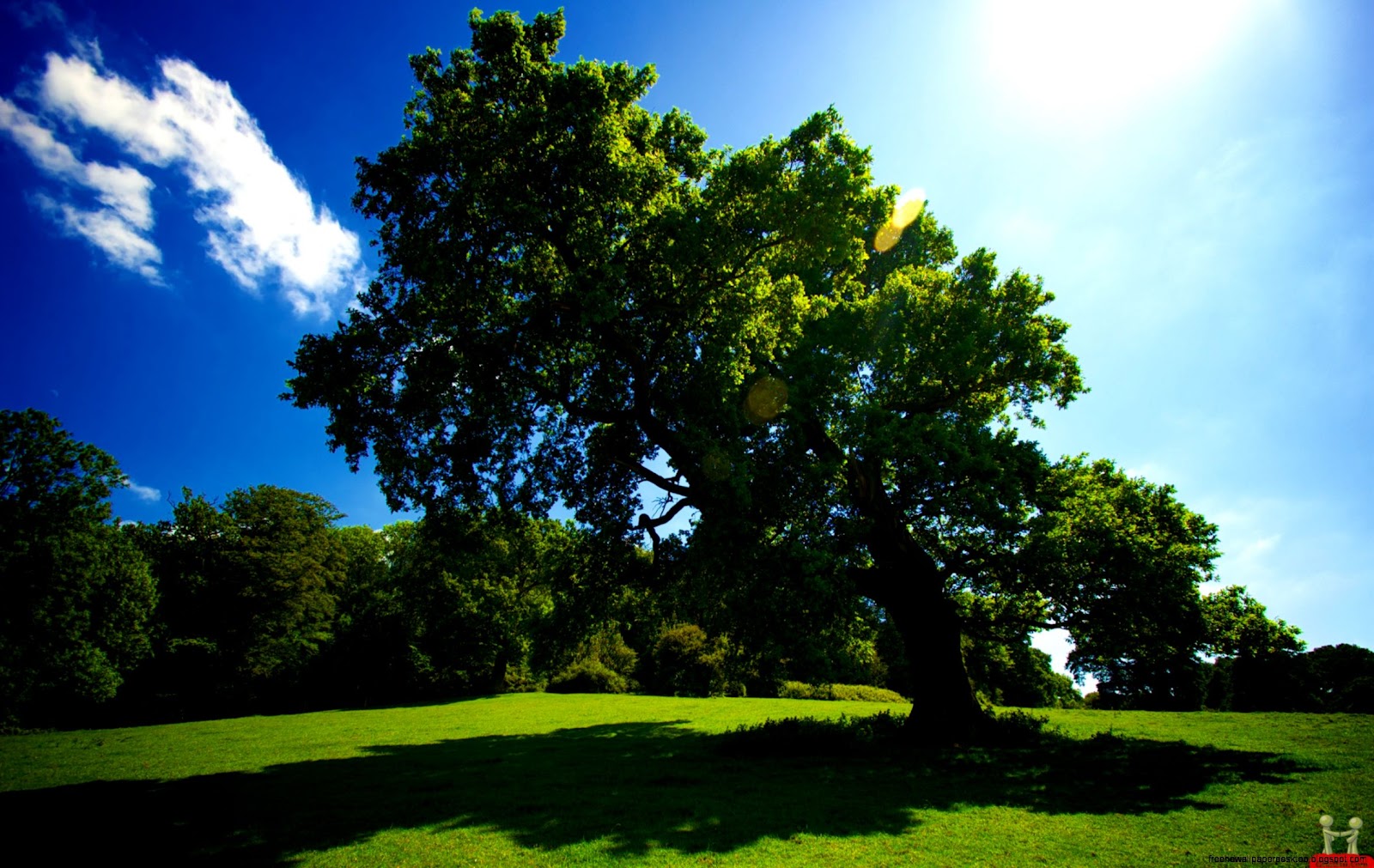 Shade Tree Desktop Backgrounds Shade Tree Desktop Backgrounds