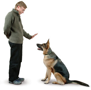 training dogs the easy way
