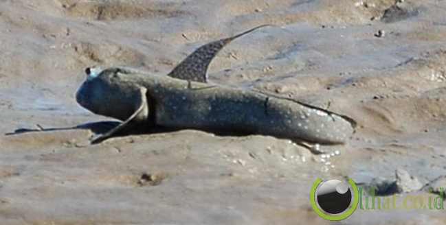 Lungfish Lungfish