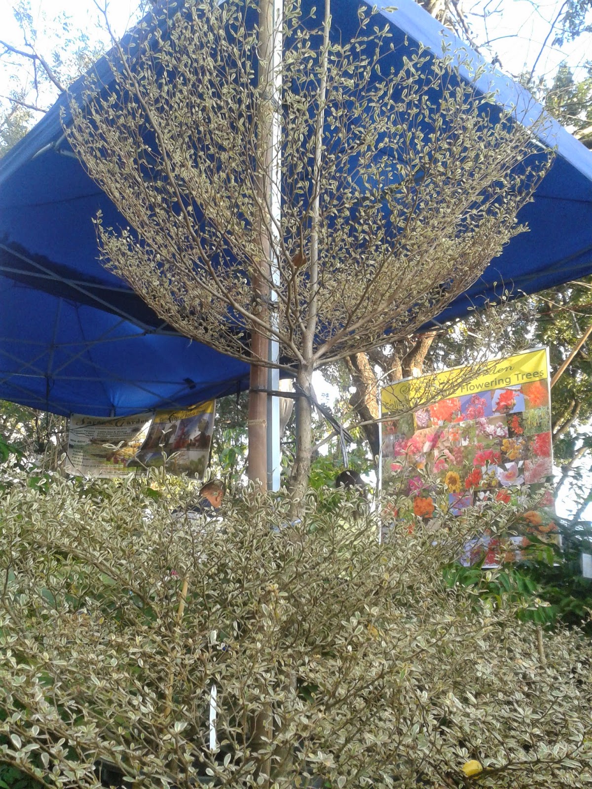 Philippine Culture and Surprises Ornamental Plants for sale in QC circle