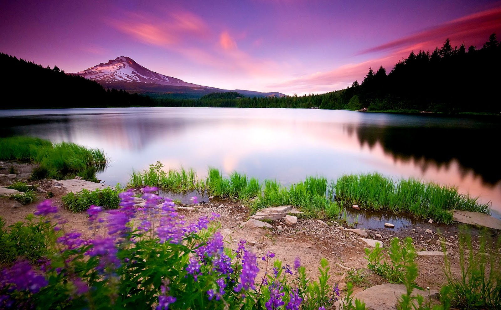 Beautiful Nature Landscape Flowers Beautiful Nature Landscape Flowers