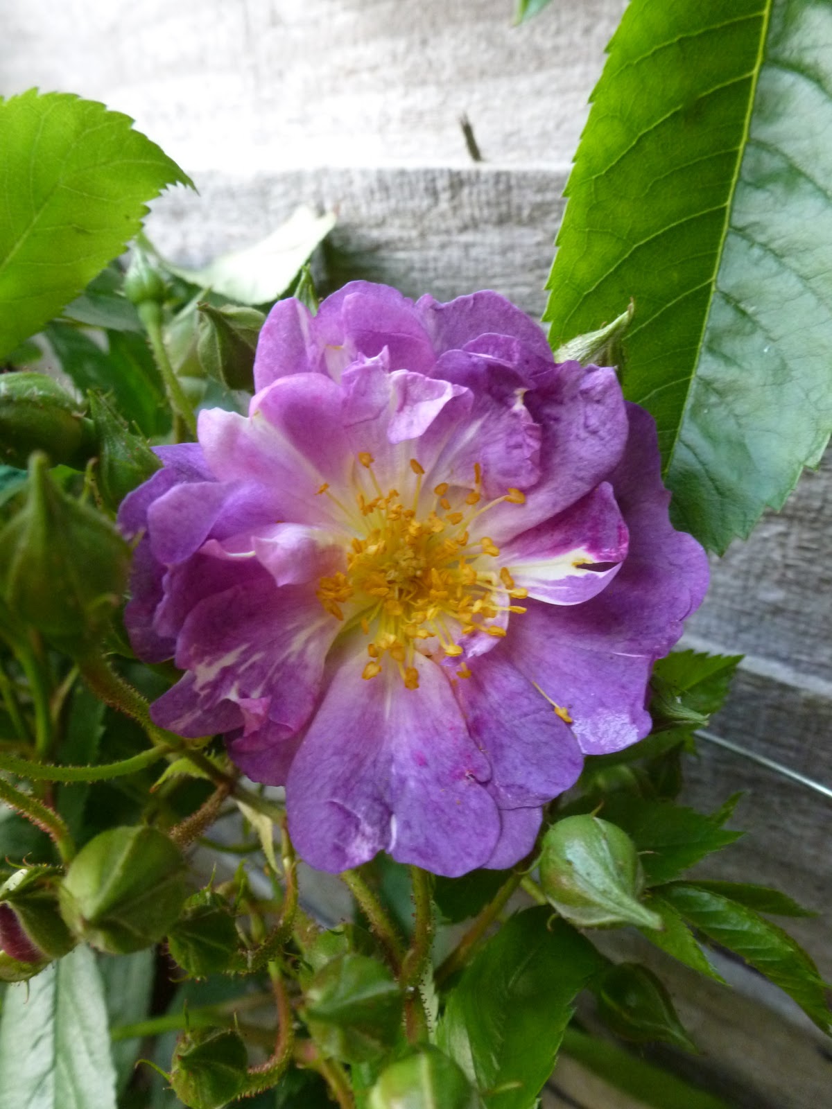 selfsewn blooming june