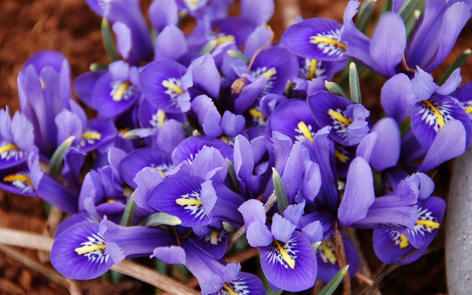 [Imagen: flores-violetas.jpg]