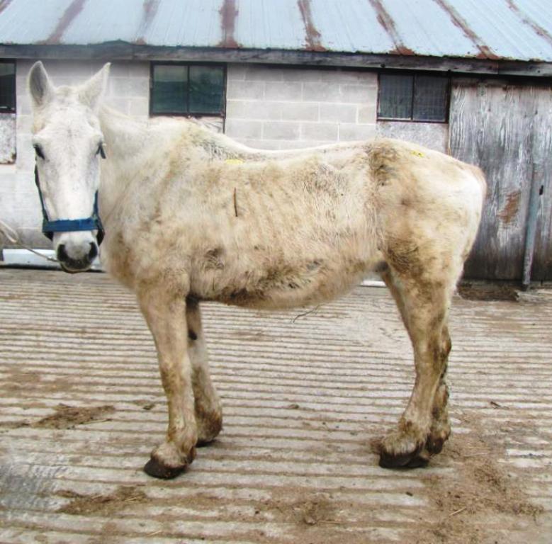 The Ethics of Equine Rescue Kill Buyers and Disreputable Rescues Partner to Sell Horses Unfit