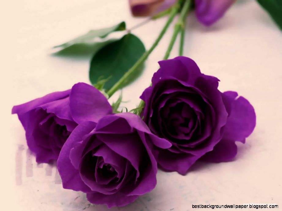 Best Purple Roses Best Purple Roses