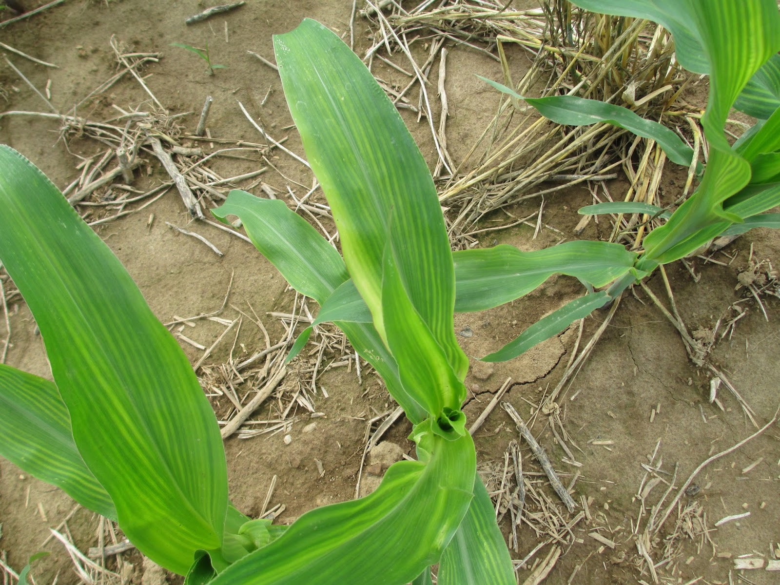 Grain Crops Update Corn Nutrient Deficiency from Sidewall Compaction