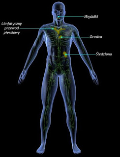 układ chlonny (limfatyczny)
