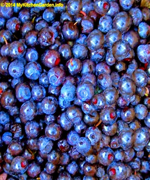 Blueberry Nutrition Facts and Health Benefits