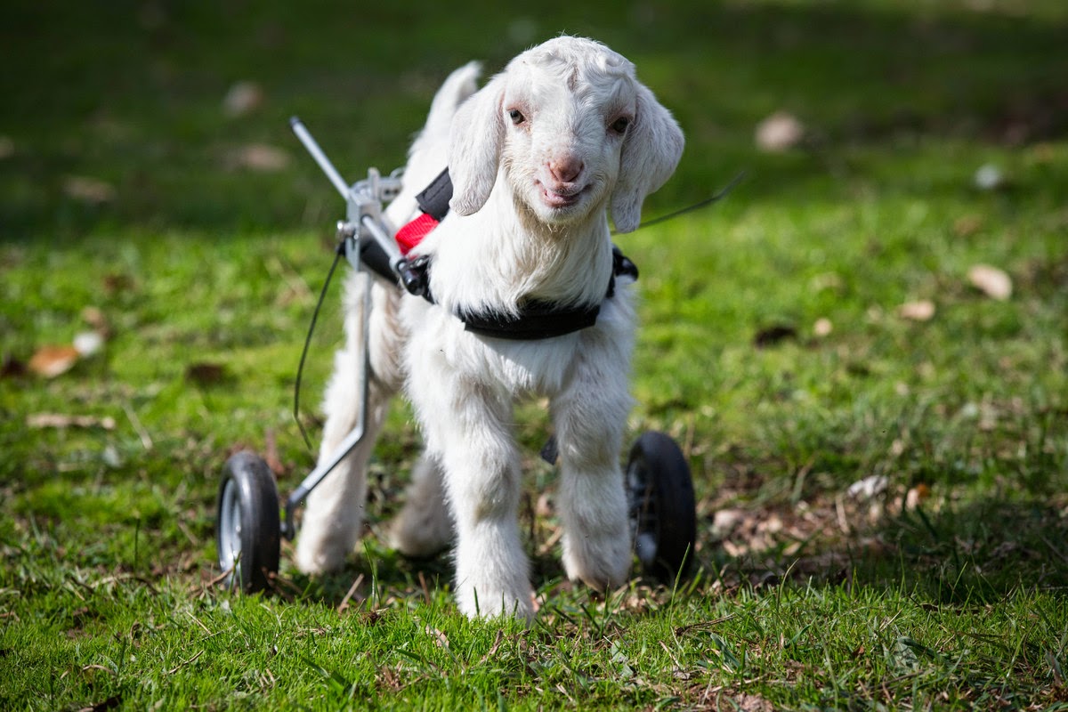 White Wolf Disabled baby Goat walk for the first time in wheelchair