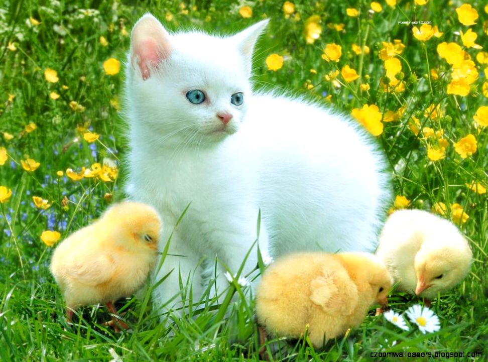 Cat Wallpapers Free Download Cat Wallpaper HD for Computer and Mobile Cat Wallpapers Free Download Cat Wallpaper HD for Computer and Mobile