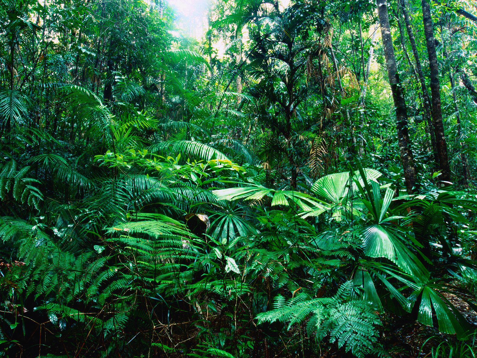 World Visits: Tropical Rainforests - Green Plants On The Earth