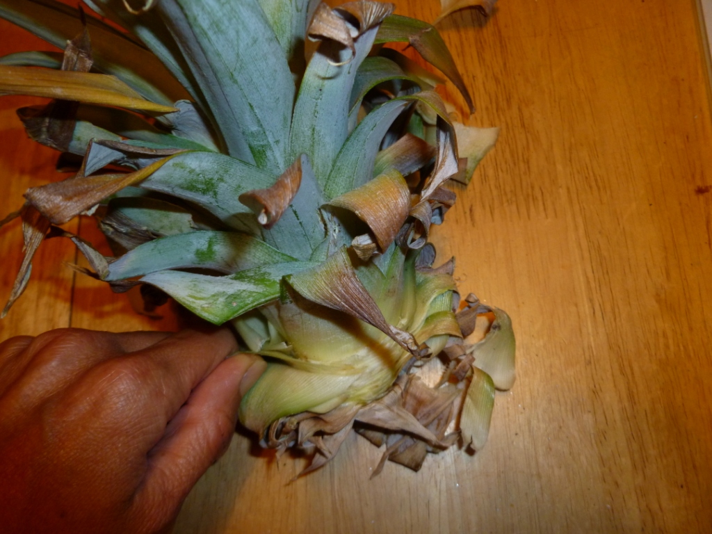 Maui Jungalow How to Grow a Pineapple From a Pineapple Top